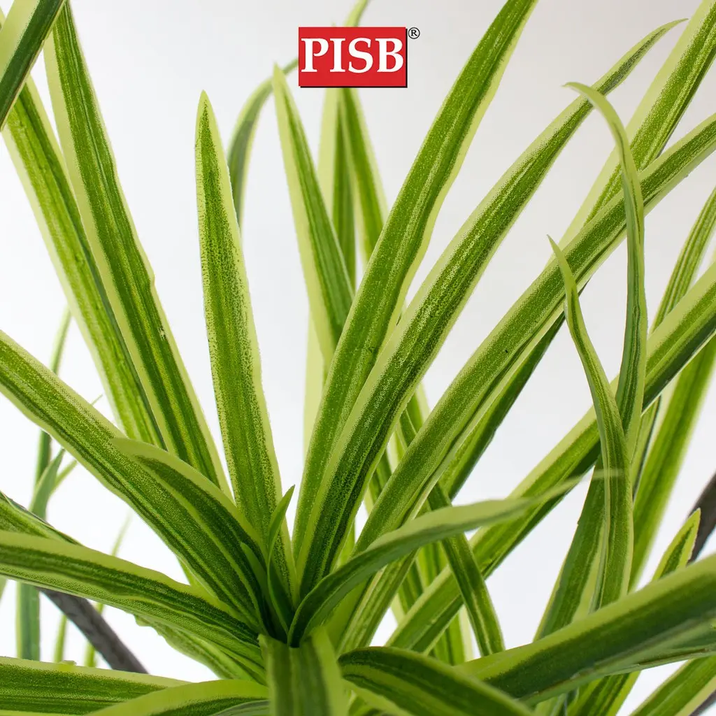 S2046/47/48 Dracaena Dragon Tree 120/160/180CM 117/170/234 Leaves - Image 2