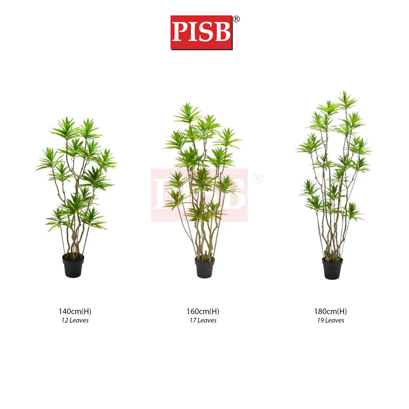 S2076/77/78 Dracaena Sanderiana Tree 140/160/180CM 12/17/19 Leaves