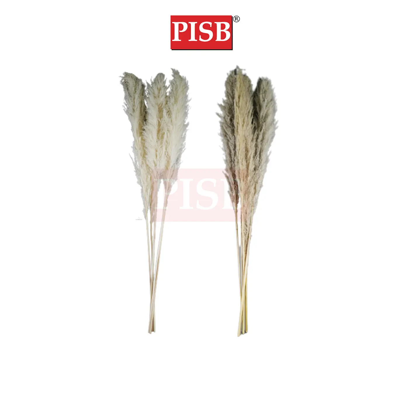2172 130CM Natural Dried Pampas Grass (5pcs/Pkt)