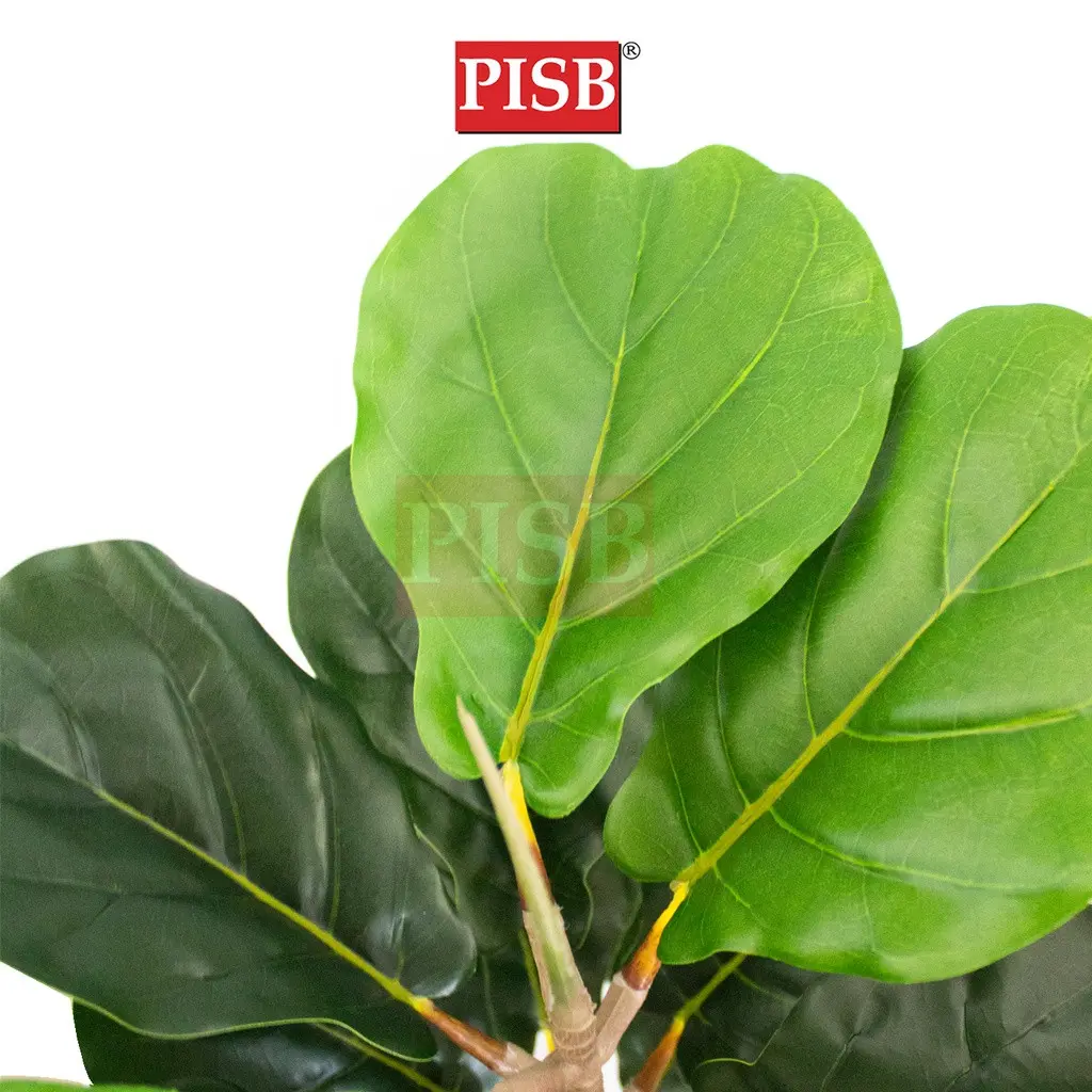 S2019/20/21/22/49/50/T190381/82/83 Fiddle Fig Tree / Variegated Fiddle Fig Tree - Image 2