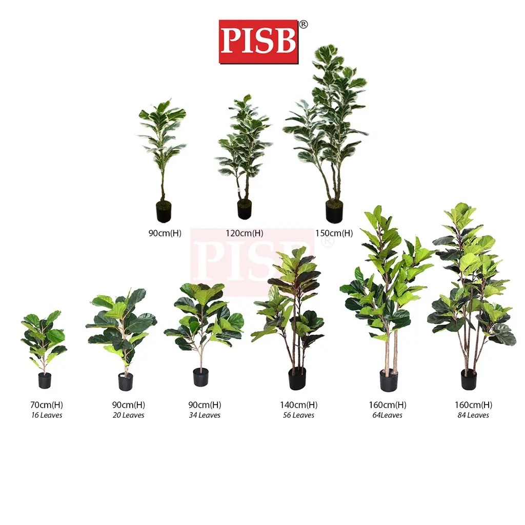 S2019/20/21/22/49/50/T190381/82/83 Fiddle Fig Tree / Variegated Fiddle Fig Tree