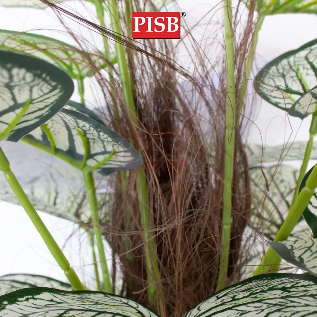 0275-0460 85-115CM Monstera Deliciosa/Watermelon Tree - Image 4