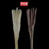 HH2106 Natural Dried Pampas Grass (15 Pcs)