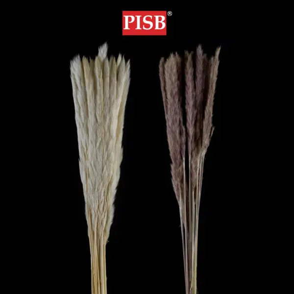 HH2106 Natural Dried Pampas Grass (15 Pcs)