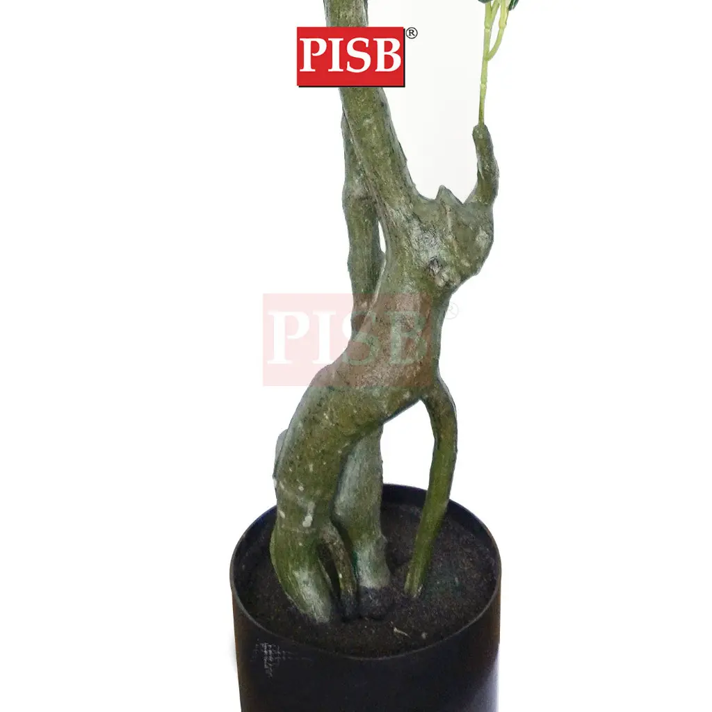 S2051/52/53/632/633 120/150/160/170CM Olive Tree - Image 3