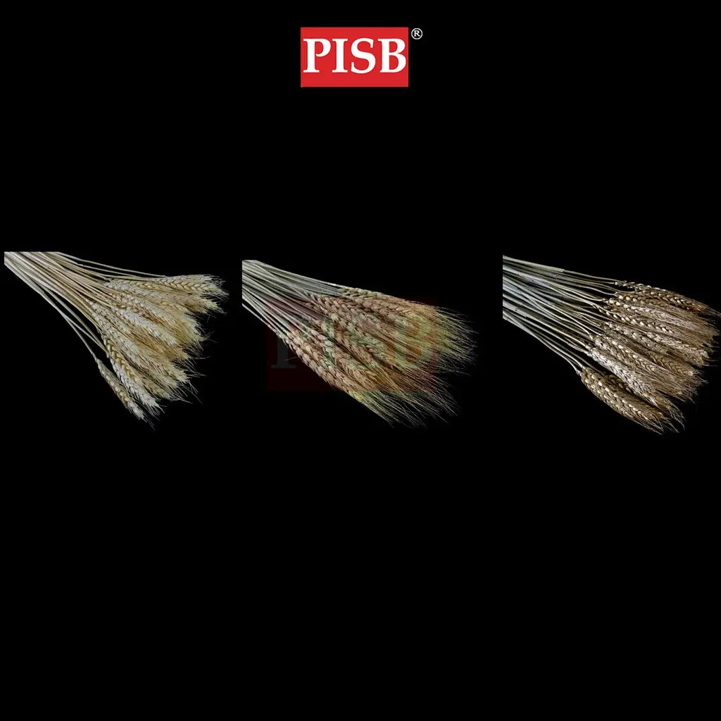 2105 Natural Dried Pampas (+/- 50 Pcs)