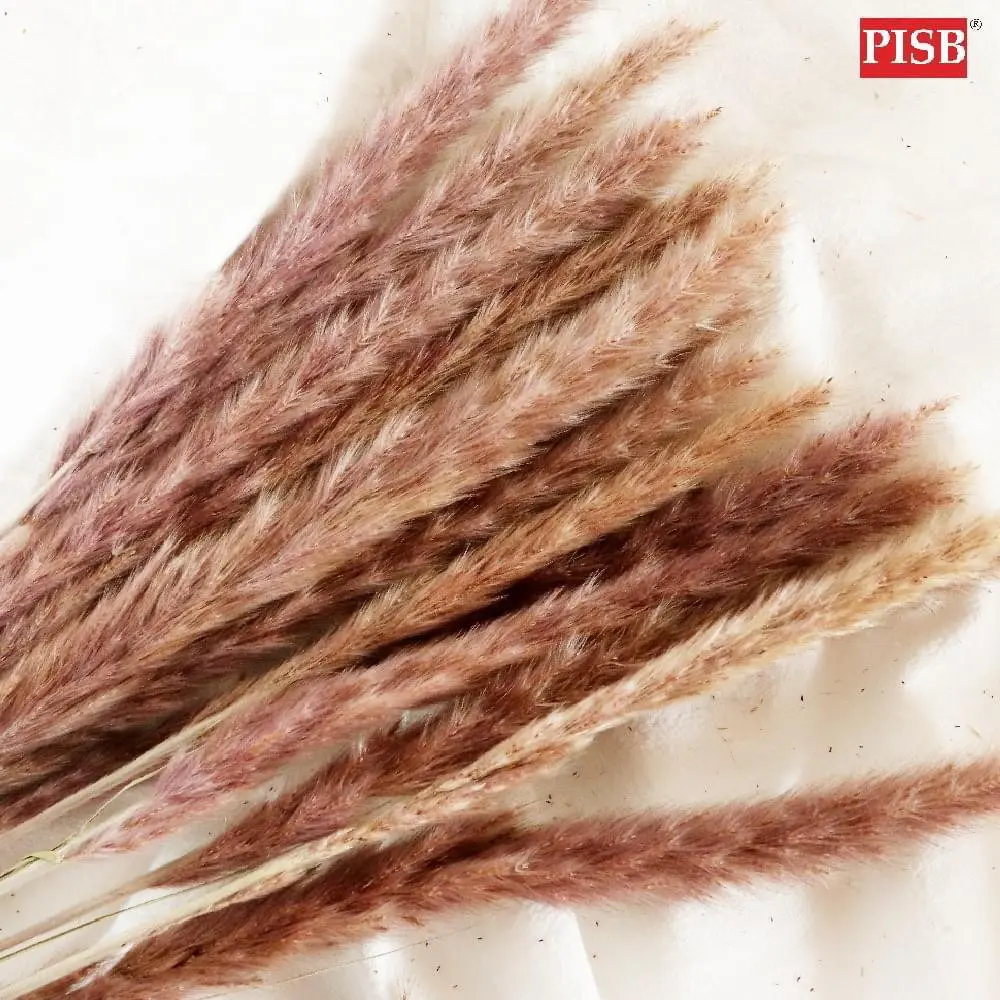 HH2106 Natural Dried Pampas Grass (15 Pcs) - Image 3