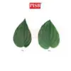 0108/0109 Artificial Daun Sireh (+/- 50Pcs)