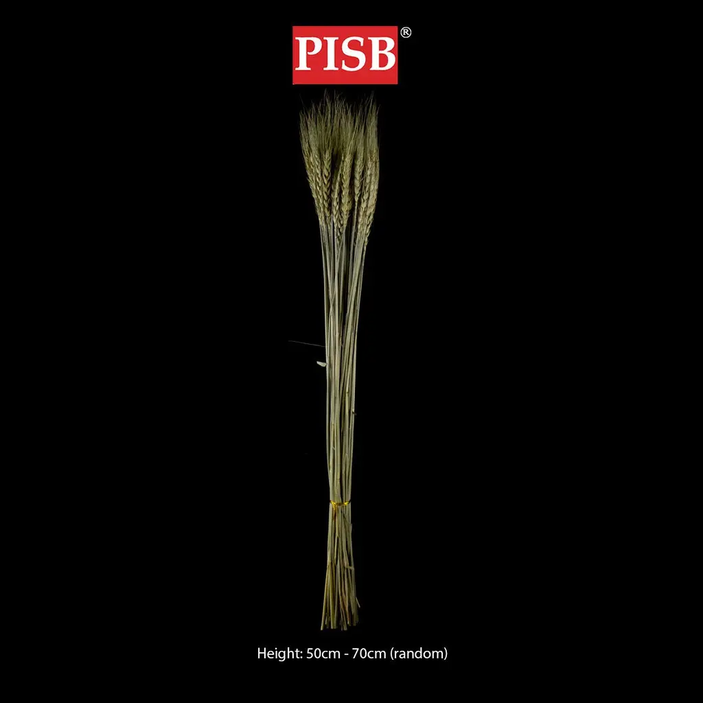 2105 Natural Dried Pampas (+/- 50 Pcs) - Image 2