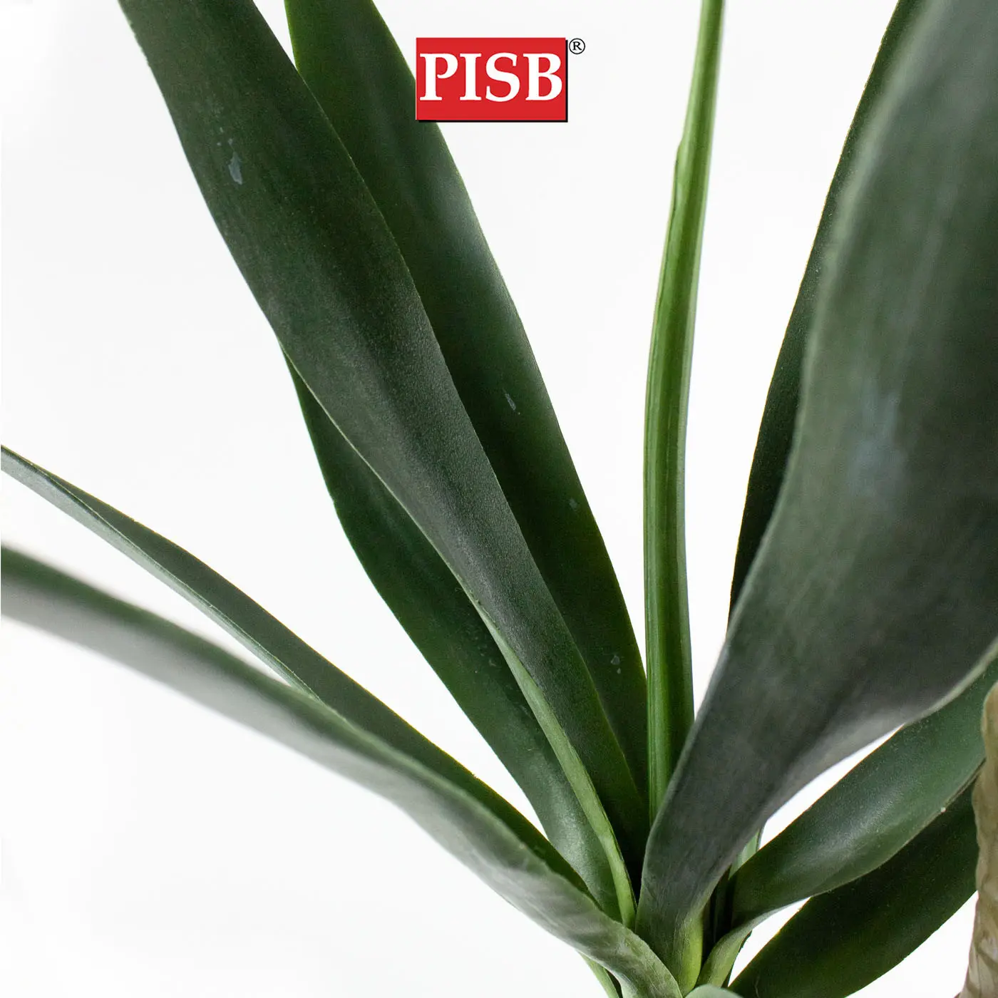 S2054/55/56 120/140/160CM Yucca Tree - Image 2