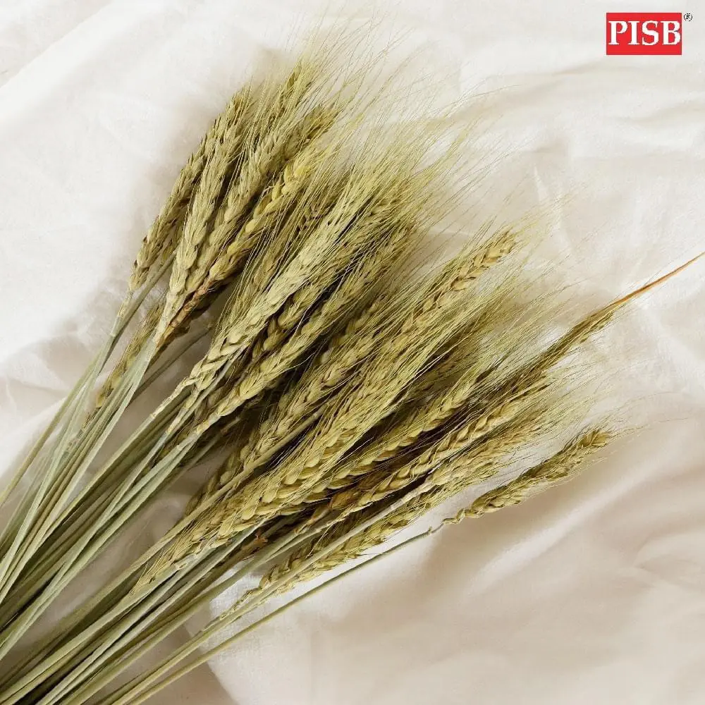 2105 Natural Dried Pampas (+/- 50 Pcs) - Image 3