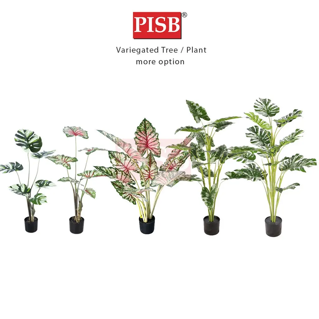 2100-16 100-160CM Variegated White Monstera Deliciosa / Taro Tree