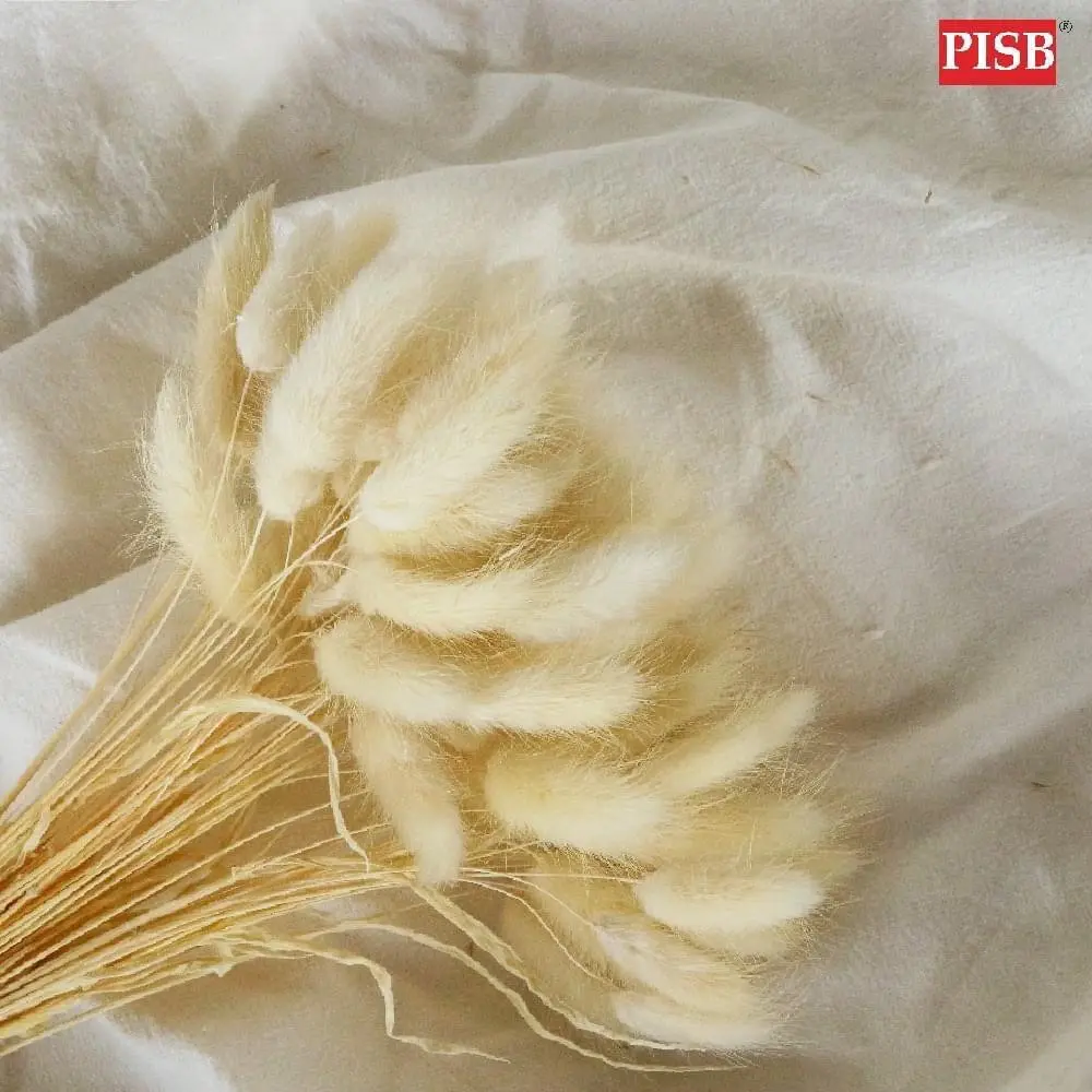 HH2104 50+/-PCS Natural Dried Pampas Grass Rabbit Tail - Image 2