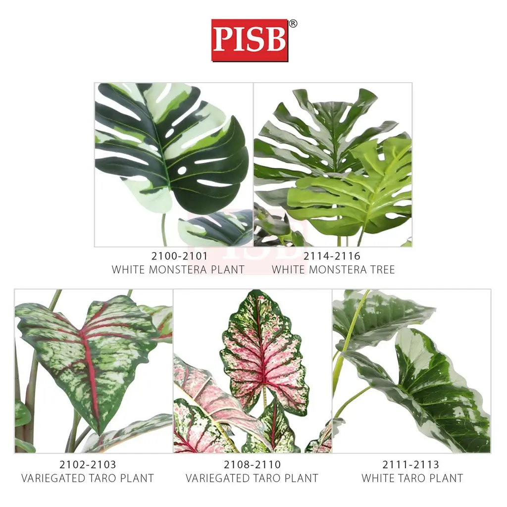 2100-16 100-160CM Variegated White Monstera Deliciosa / Taro Tree - Image 2