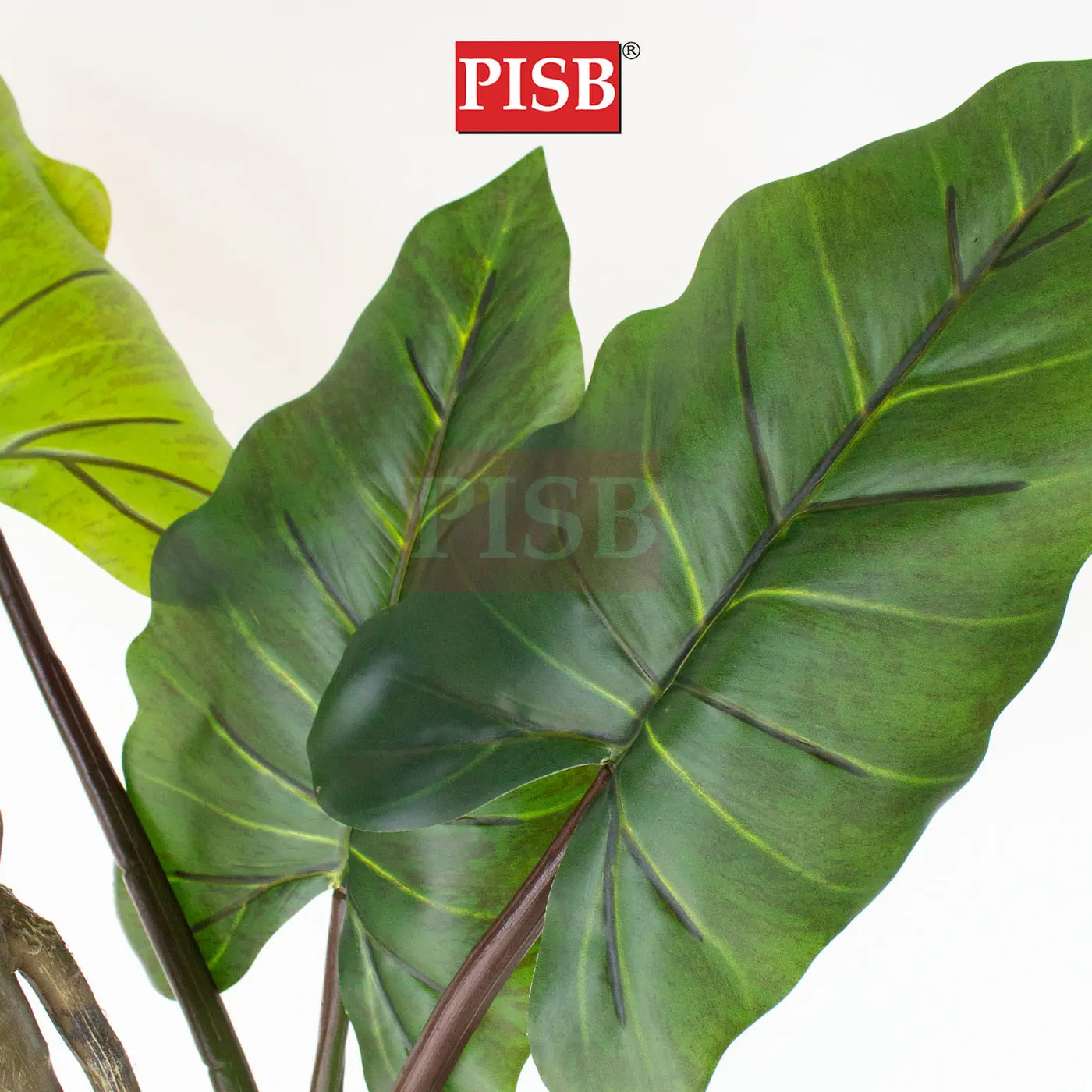 S2067/68/69/70/71 Taro Tree 80/110/140/160/180CM 8/11/14 Leaves - Image 2