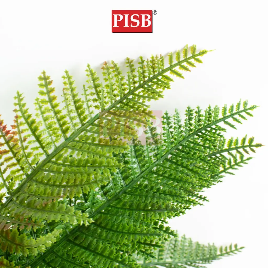 HH2112/13 35/38CM  9/12 Heads Boston Leaf - Image 2