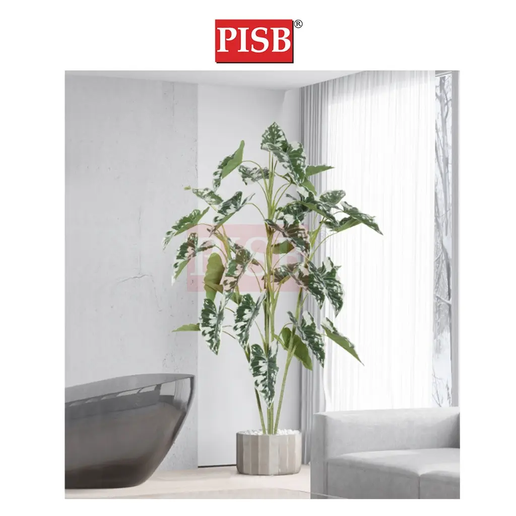 2100-16 100-160CM Variegated White Monstera Deliciosa / Taro Tree - Image 4