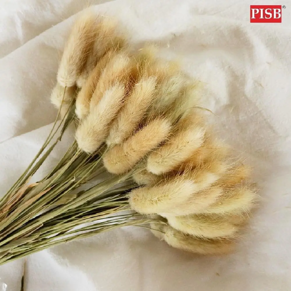 HH2104 50+/-PCS Natural Dried Pampas Grass Rabbit Tail - Image 3