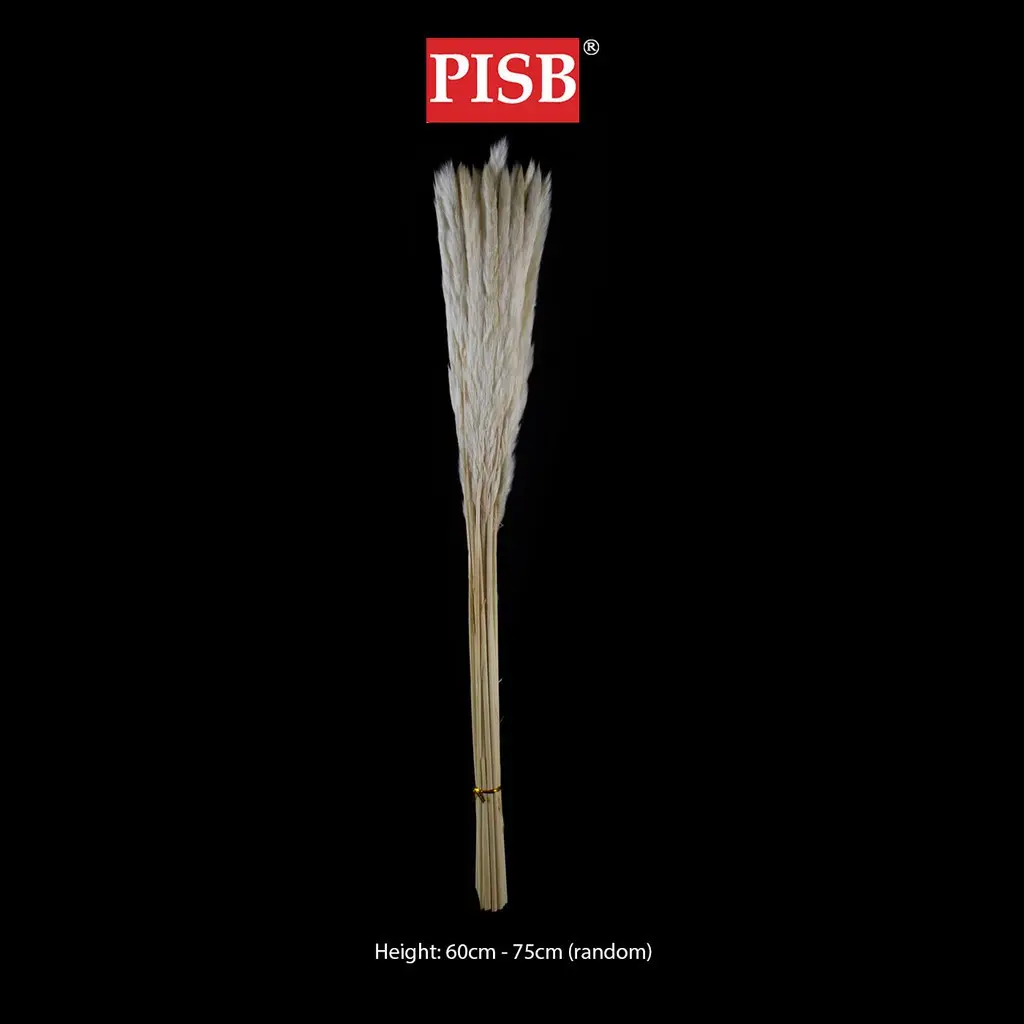HH2106 Natural Dried Pampas Grass (15 Pcs) - Image 2