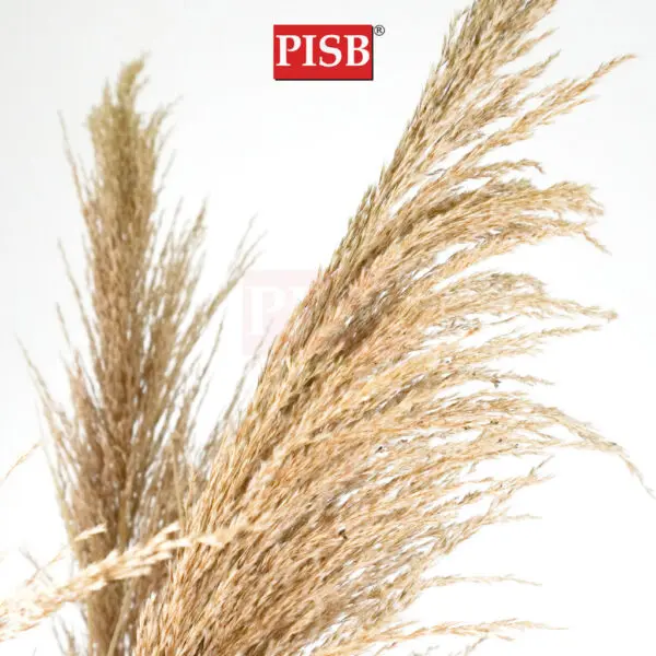 2117/18/19/20 Natural Dried Blush Pampas Grass In Pot