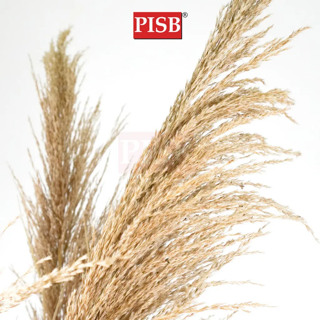 2117/18/19/20 Natural Dried Blush Pampas Grass In Pot - Image 2