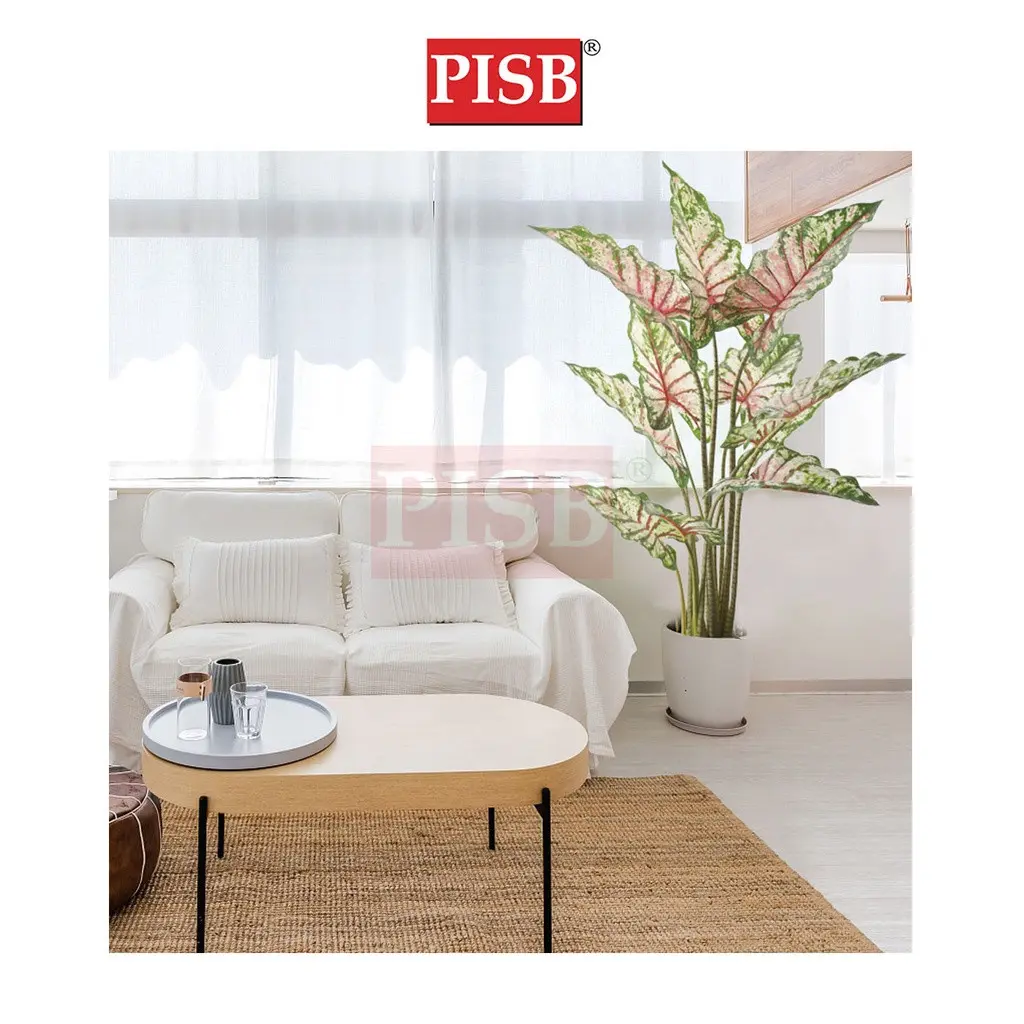 2100-16 100-160CM Variegated White Monstera Deliciosa / Taro Tree - Image 5