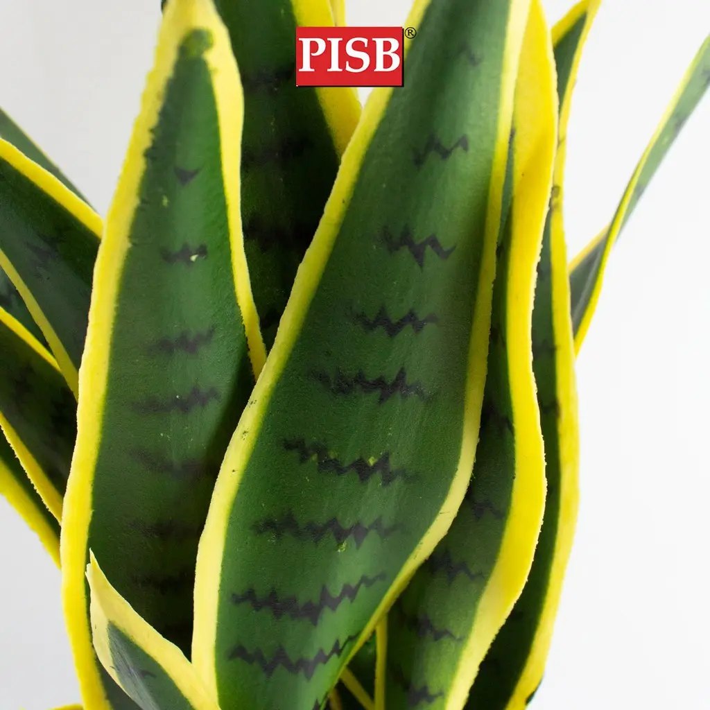 S2023/24/25 40/60/80CM Sansevieria Tree Snake Plant - Image 2