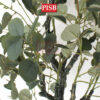 S2013/14/15/0432 Eucalyptus Tree Money Plant 120/150/180CM - Image 3