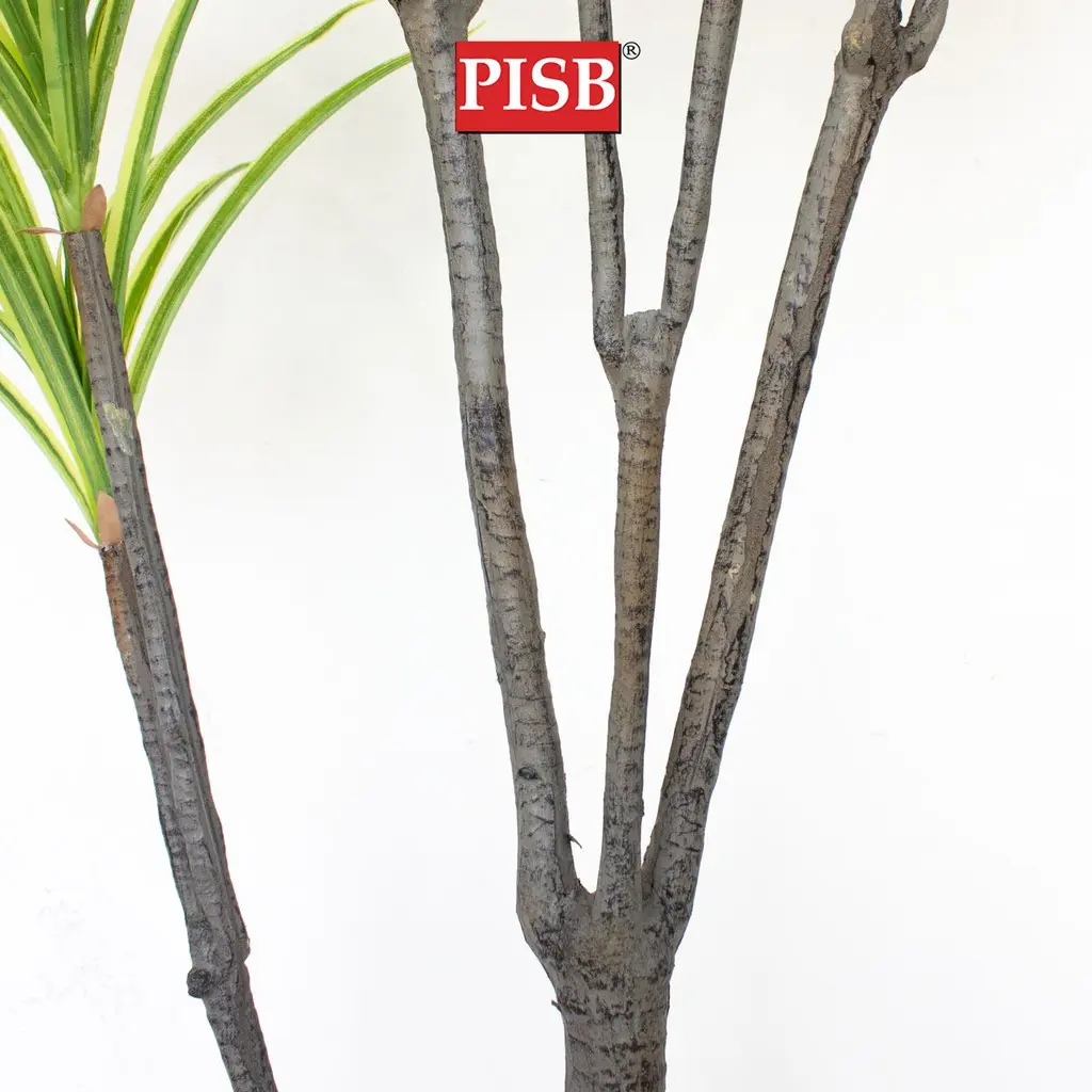 S2046/47/48 Dracaena Dragon Tree 120/160/180CM 117/170/234 Leaves - Image 3