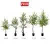 S2051/52/53/632/633 120/150/160/170CM Olive Tree