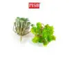 HH2114 14CM Artificial Succulent Stalk / Fake Leaves / Daun Sukulen Tiruan / Home Decoration & Wedding