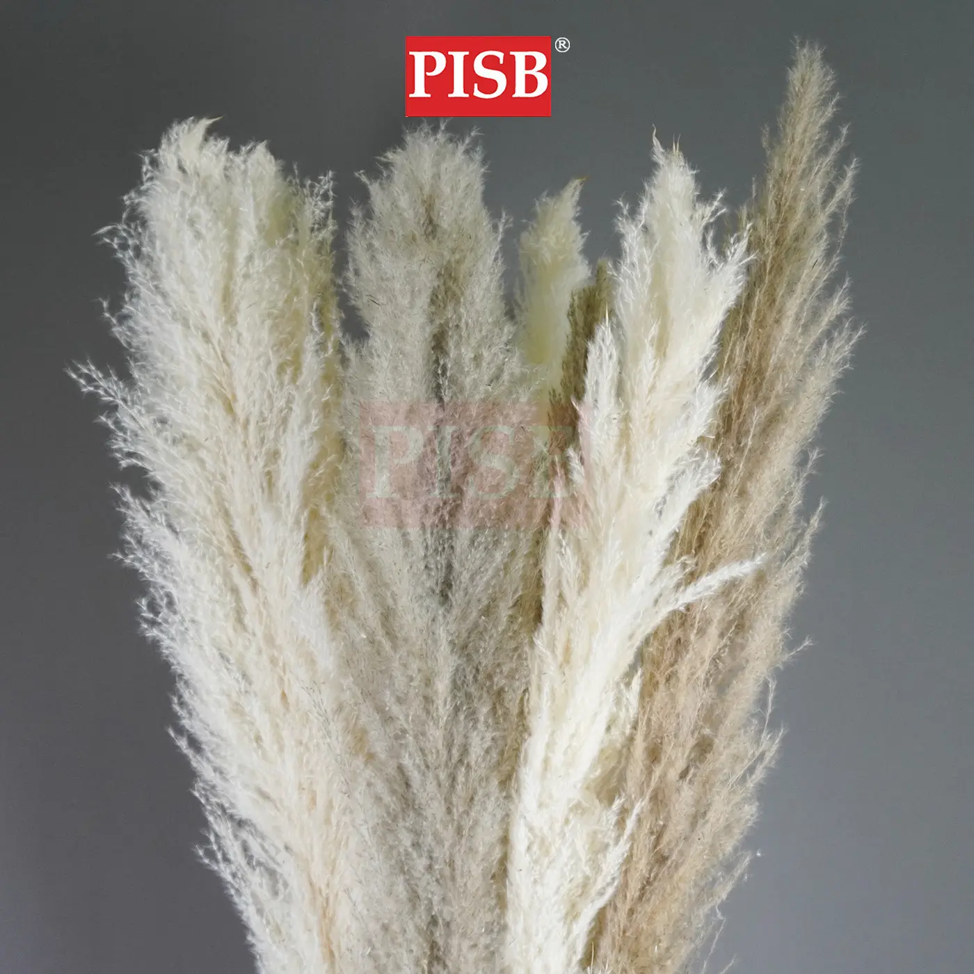 2172 130CM Natural Dried Pampas Grass (5pcs/Pkt) - Image 2