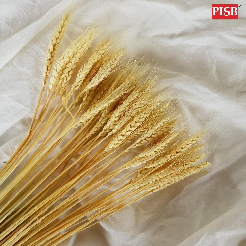 HH2106 Natural Dried Pampas Grass (15 Pcs) - Image 4