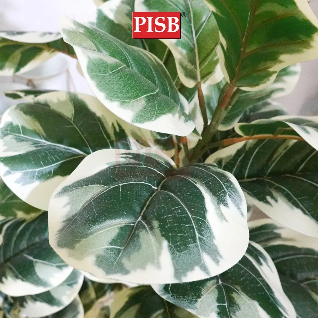 S2019/20/21/22/49/50/T190381/82/83 Fiddle Fig Tree / Variegated Fiddle Fig Tree - Image 3