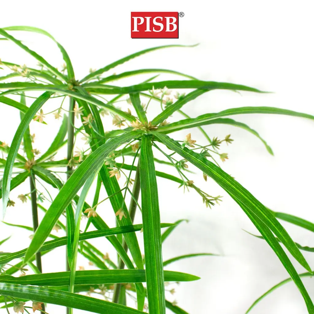 S2043/44/45 Windmill Grass Tree 120/160/180CM 24/30/42 Leaves - Image 2