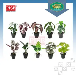 3048-57 Mini Plant/Artificial Plant/Mini Bonsai/Artificial Tree/Pokok Hiasan Viral/Pokok Monstera/Home Decor Plant