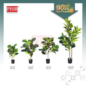 S2019/20/21/22/49/50/T190381/82/83 Fiddle Fig Tree / Variegated Fiddle Fig Tree