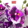 0e974bb06f3daf2a7f5713a20e51a63c.jpeg R050360 Orchid Egg Flower / Bunga Telur Orkid (30Pcs/Box)