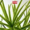 S2046/47/48 Dracaena Dragon Tree 120/160/180CM 117/170/234 Leaves