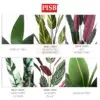 1c0c13e63746695af33fe392392bfe98.jpeg *READY STOK* Premium Skybird Tree Banana Tree Red Skybird Variegated Maranta Plant Pokok Hiasan Viral Artificial Plant