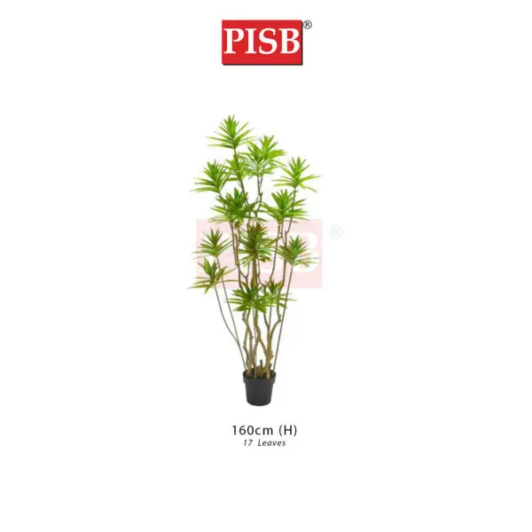 S2076/77/78 Dracaena Sanderiana Tree 140/160/180CM 12/17/19 Leaves