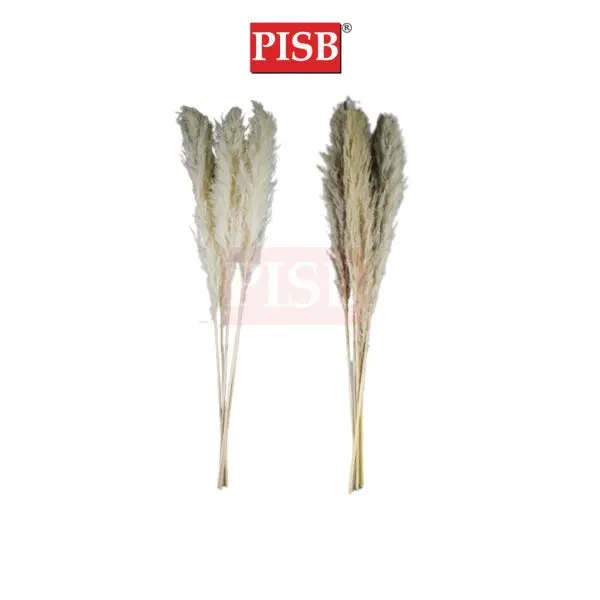 278a1a6743cab5ff12ad55cc1d8852bb-1.jpeg 2172 130CM Natural Dried Pampas Grass (5pcs/Pkt)