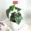 3289a12db9fea47a08c1feeee6f4a068-1.jpeg 3048-57 Mini Plant/Artificial Plant/Mini Bonsai/Artificial Tree/Pokok Hiasan Viral/Pokok Monstera/Home Decor Plant