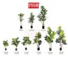 S2019/20/21/22/49/50/T190381/82/83 Fiddle Fig Tree / Variegated Fiddle Fig Tree