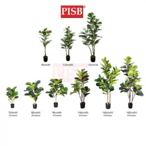S2019/20/21/22/49/50/T190381/82/83 Fiddle Fig Tree / Variegated Fiddle Fig Tree