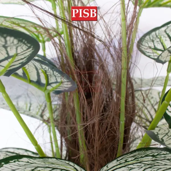 3d1cb1cdf2eb10c76fee27afbc545f0d.jpeg 0275-0460 85-115CM Monstera Deliciosa/Watermelon Tree