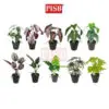 44a79628e5f5cf14034c9952d1bc0ab3-1.jpeg 3048-57 Mini Plant/Artificial Plant/Mini Bonsai/Artificial Tree/Pokok Hiasan Viral/Pokok Monstera/Home Decor Plant
