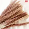 602d86a0c4aa62f5ea4b7fe98d2a878e.jpeg HH2106 Natural Dried Pampas Grass (15 Pcs)
