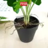 6b74c6b192f9bcc6dfd42fd5d5d2928e-1.jpeg 3048-57 Mini Plant/Artificial Plant/Mini Bonsai/Artificial Tree/Pokok Hiasan Viral/Pokok Monstera/Home Decor Plant