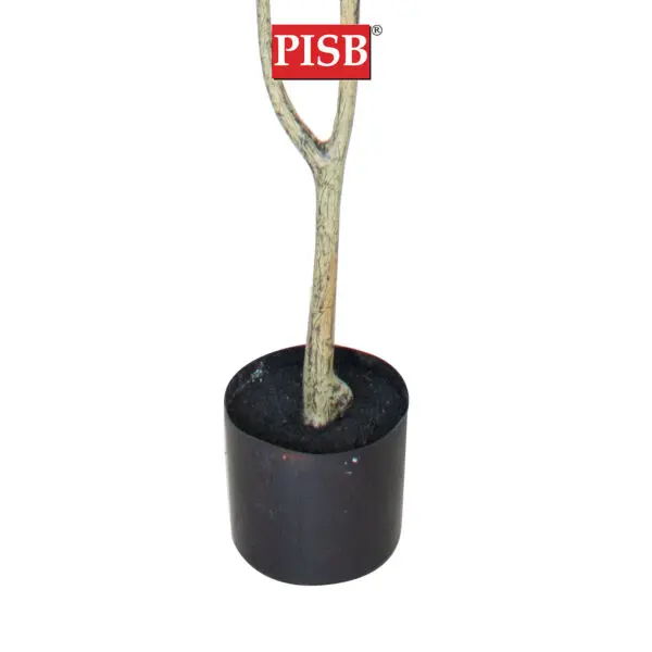 T190344/45/46/47/48 Artificial Enkianthus Perulatus 120/130/140/150/155CM